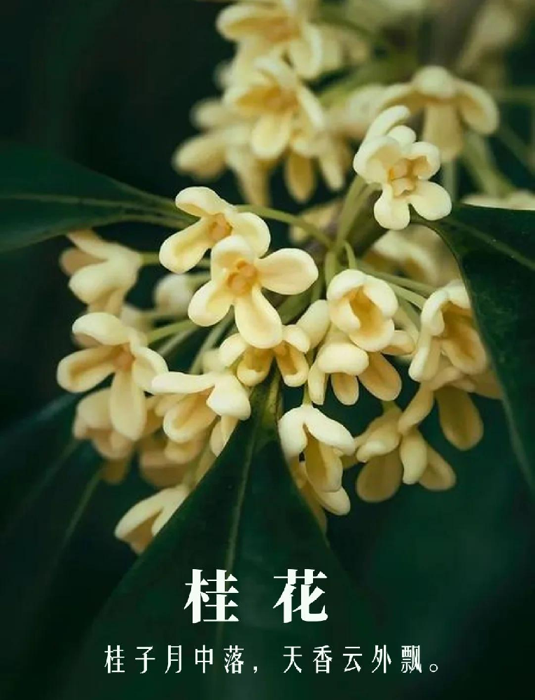 丹桂飘香